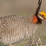 Lesser prairie-chicken with JW logo